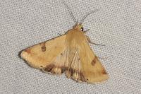 Heliothis peltigera