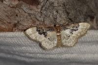 Idaea rusticata