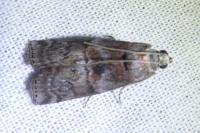 Phycita roborella