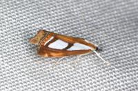 Catoptria osthelderi