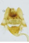 Catoptria osthelderi