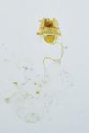 Catoptria osthelderi