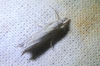 Metacrambus carectellus