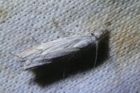 Metacrambus carectellus