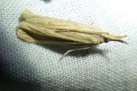 Ematheudes punctella