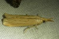 Ematheudes punctella