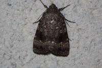 Amphipyra pyramidea/Amphipyra berbera
