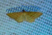 Idaea ochrata