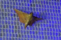 Endotricha flammealis