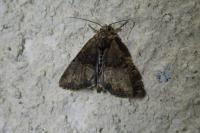Mesoligia furuncula