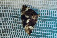 Tyta luctuosa