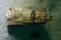 Sciota rhenella
