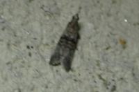 Nephopterix angustella