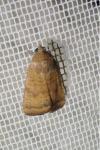 Noctua interjecta