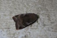 Noctua janthe/janthina