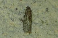 Phycita roborella