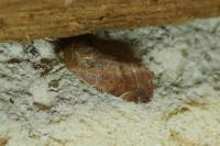 Cosmia affinis