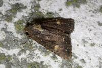 Mesapamea secalella/secalis