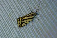 Emmelia trabealis