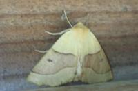 Crocallis elinguaria