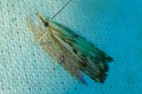 Catoptria falsella