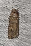 Spodoptera exigua