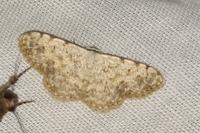 Scopula submutata roseonitens