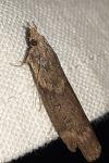 Lamoria anella
