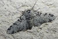 Biston betularia