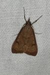 Uresiphita gilvata
