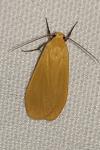 Wittia sororcula