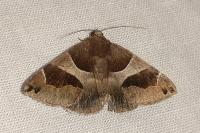 Dysgonia algira