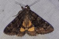 Catocala nymphagoga