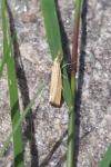 Agriphila straminella