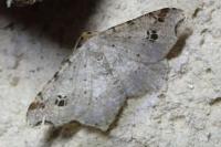 Macaria alternata