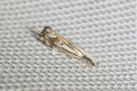 Catoptria falsella