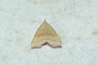 Herminia tarsicrinalis