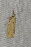 Ematheudes punctella