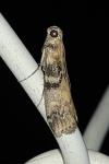 Euzophera pinguis