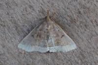 Polypogon plumigeralis