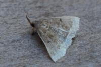 Polypogon plumigeralis