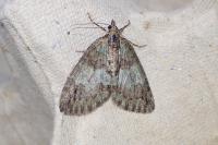 Hydriomena impluviata impluviata