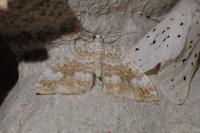 Perizoma flavofasciata