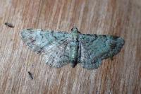 Pasiphila rectangulata