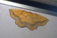 Epione repandaria