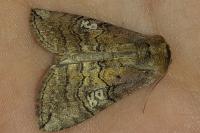 Tethea ocularis