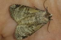 Tethea ocularis