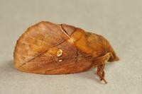 Euthrix potatoria