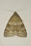 Catocala nupta