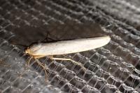 Eilema caniola
